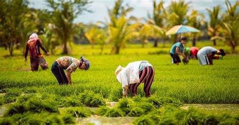 largest pasture in the ph the manila times|Land ownership in agri population low, unequal .
